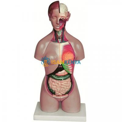 Female Torso