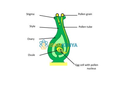 Fertilization of the Angiosperm Model