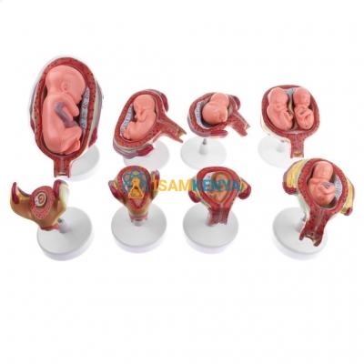Fetal Development Process Model