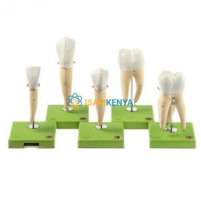 Five Models of Teeth