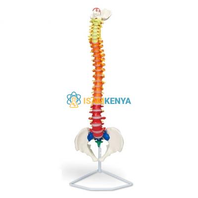 Flexible Spinal Column with Colour Coded Regions