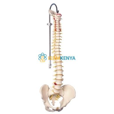 Flexible Vertebral Column Model