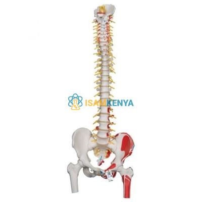 Flexible Vertebral Column with Femur Heads and MuDAe Insertions