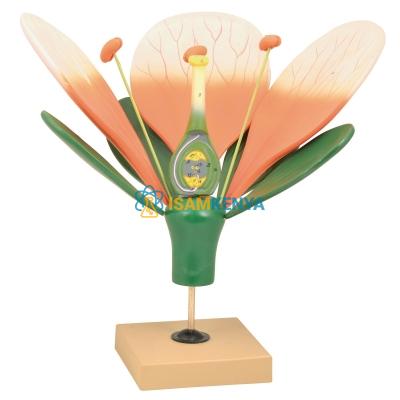 Flower Model