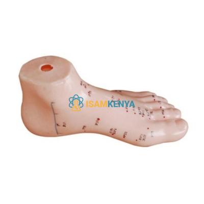 Foot Acupuncture Model