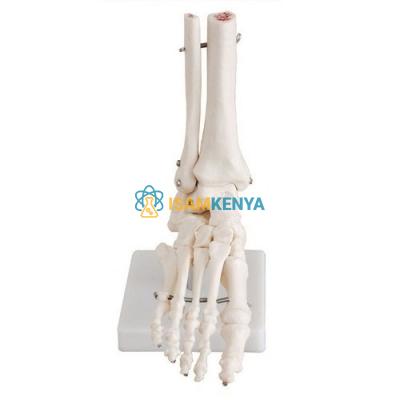 Foot Joint Model