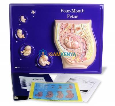 Four Month Foetus Model
