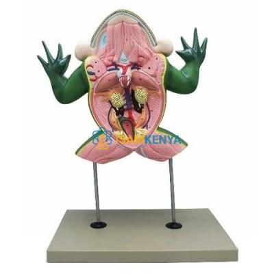 Frog Dissection Model