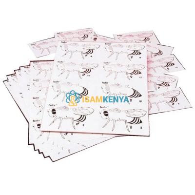 Fruit Fly Genetics Kit