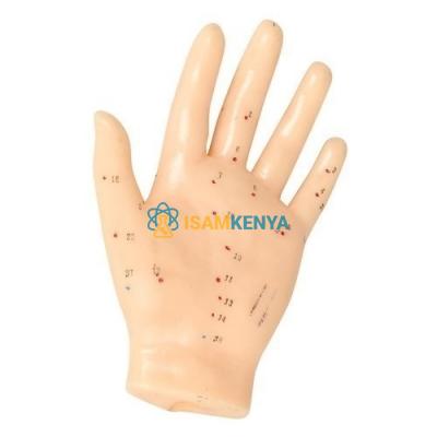 Hand Acupuncture Model