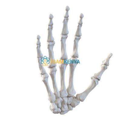 Hand Bones Model