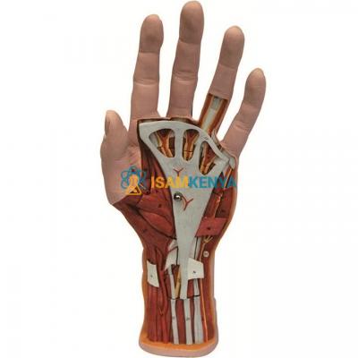 Hand Model