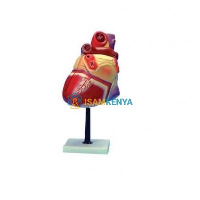 Heart 3 times Natural size Model