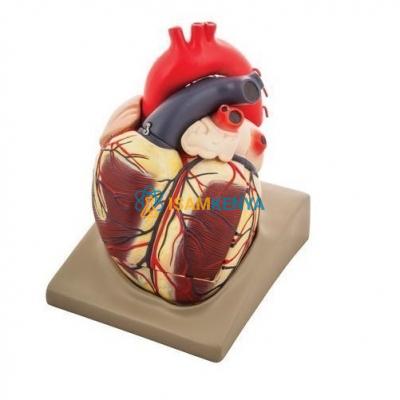Heart Extra Large on Base Model