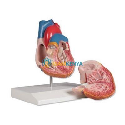 Heart Model Economy