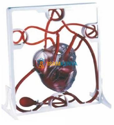 Heart Model Giant