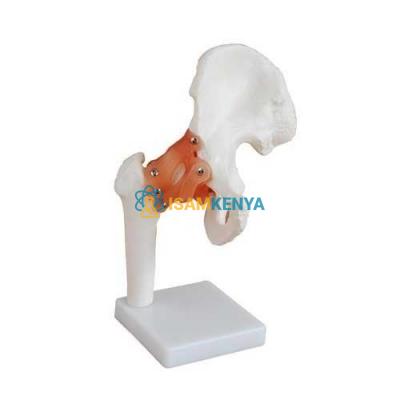 Hip Joint Models