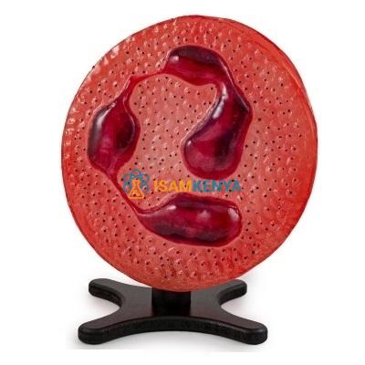 Human Blood Cells Model