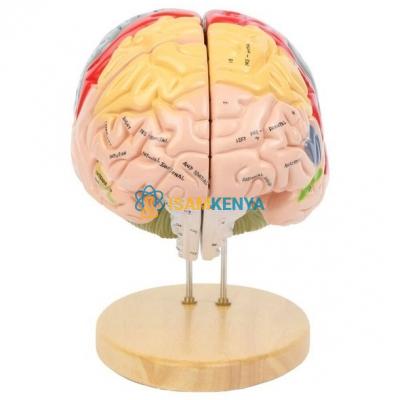 Human Brain Model- 2 Parts