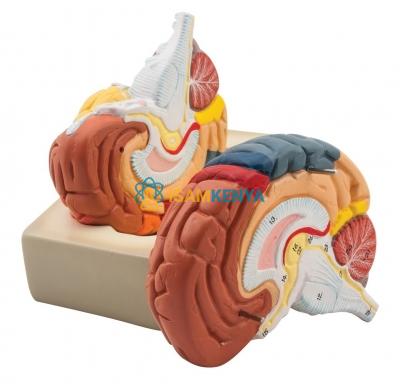 Human Brain Model 2 Parts