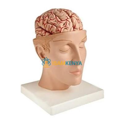 Human Brain Model in Head