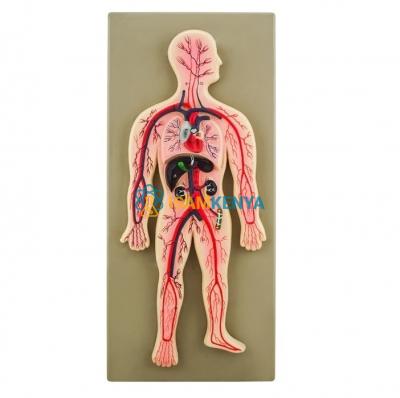 Human Circulatory System