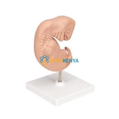 Human Embryo Model