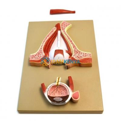Human Eye Demonstration Model
