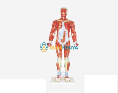 Human Male Muscular