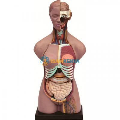Human Male and Female Torso