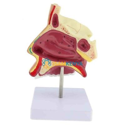 Human Nose on Stand Model
