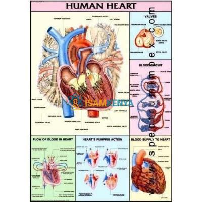 Human Physiology Charts