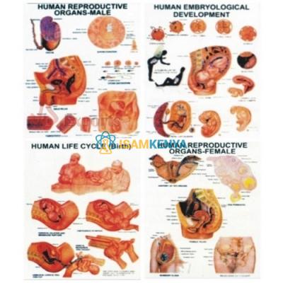 Human Reproduction Charts