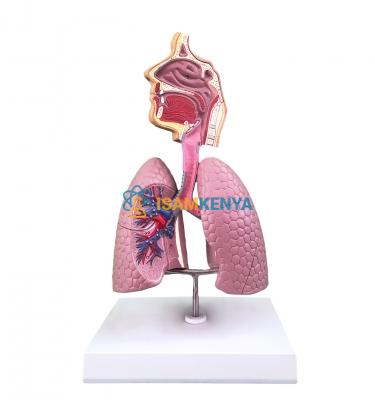 Human Respiratory System Model