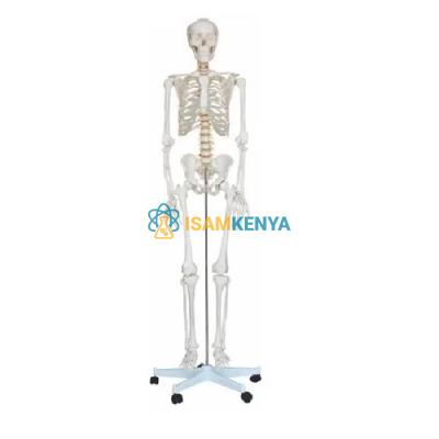 Human Skeleton Model Superior