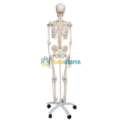 Human Skeleton