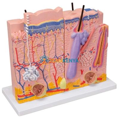 Human Skin