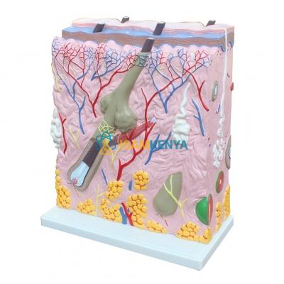 Human Skin 5 Layers
