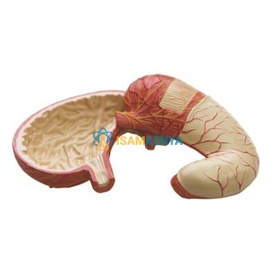 Human Stomach Model