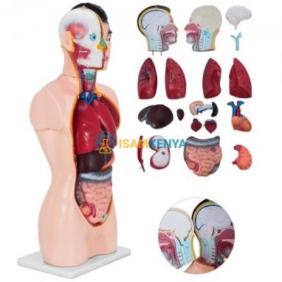 Human Torso (Half Size)