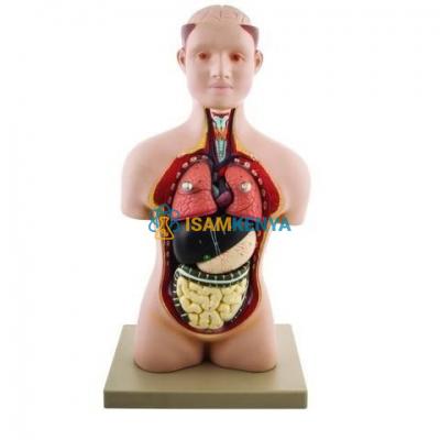 Human Torso with Head Model