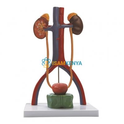 Human Urinary System Model