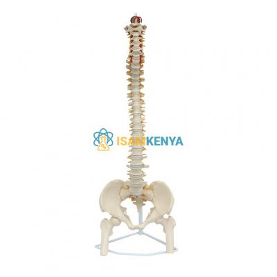 Human Vertebral Column and Pelvis Model