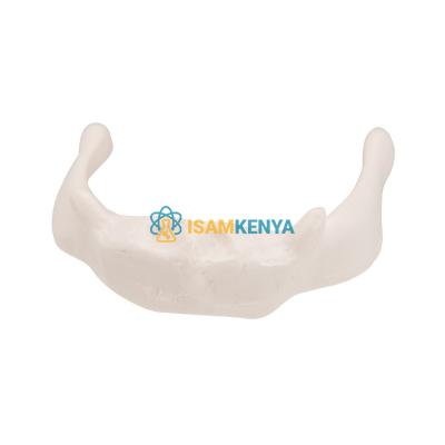 Hyoid Bone Model