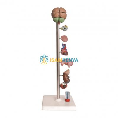 Hypertension Model 8-Parts