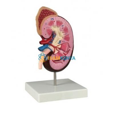 Kidney Model
