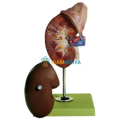 Kidney With Adrenal Model