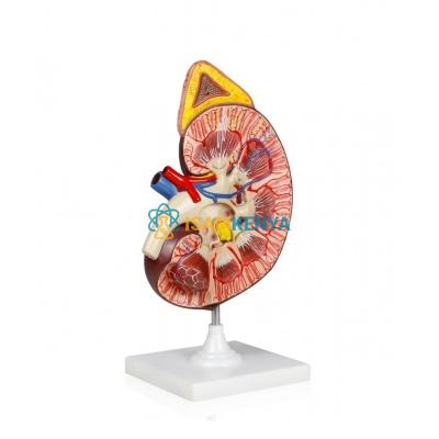 Kidney with Adrenal Gland Model