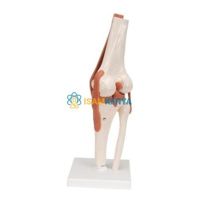Knee Joint Skeleton Model
