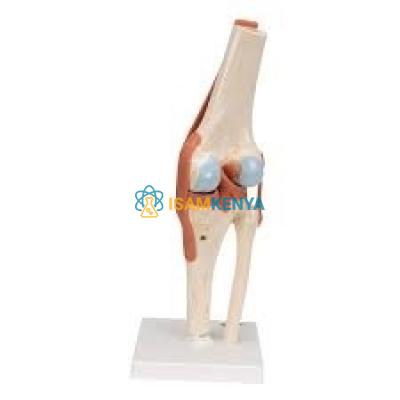 Knee Joints Model Set